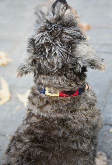 COLLAR PERRO SOYON ESPAÑA 15 MM