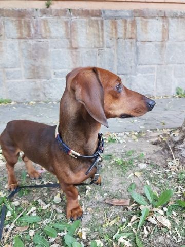 COLLAR PERRO SOYON LINEA 15MM