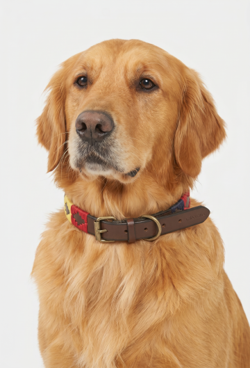 COLLAR PERRO SOYON ESPAÑA 25 MM