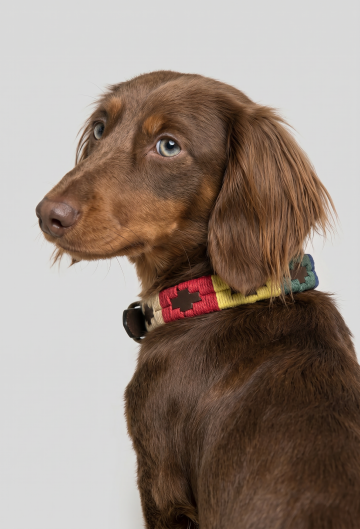 COLLAR PERRO SOYON AMARILLO 15 MM